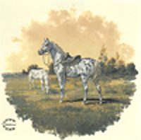 Horse - Appaloosa